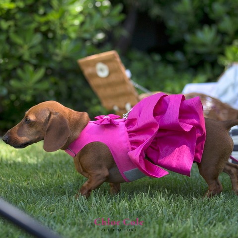 Pet Photo Shoot- Outfit Ideas- Pink Dress