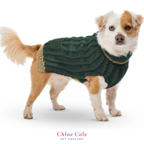 Tips for a great Pet Photo Shoot- Outfits- Sweater