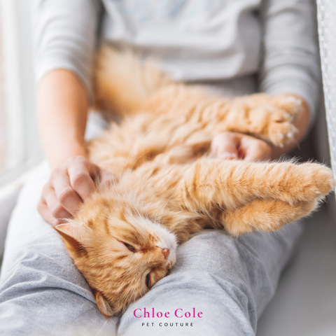 Pet Photo Shoot Ideas- Get Cozy with your cat