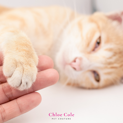 Pet Photo Shoot Ideas- Holding hand and paw