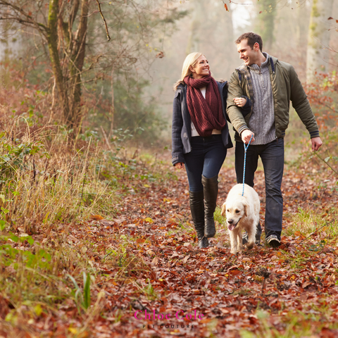 Pet Photo Shoot Ideas- Take a walk with your dog