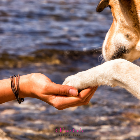 Pet Photo Shoot Ideas- Holding hand and paw