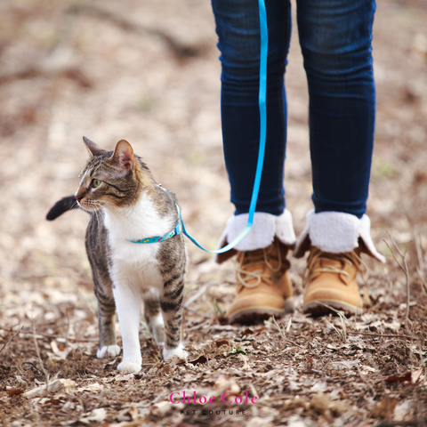 Pet Photo Shoot Ideas- Take a walk