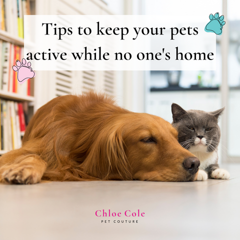 Tips to keep your pets active while no one’s home