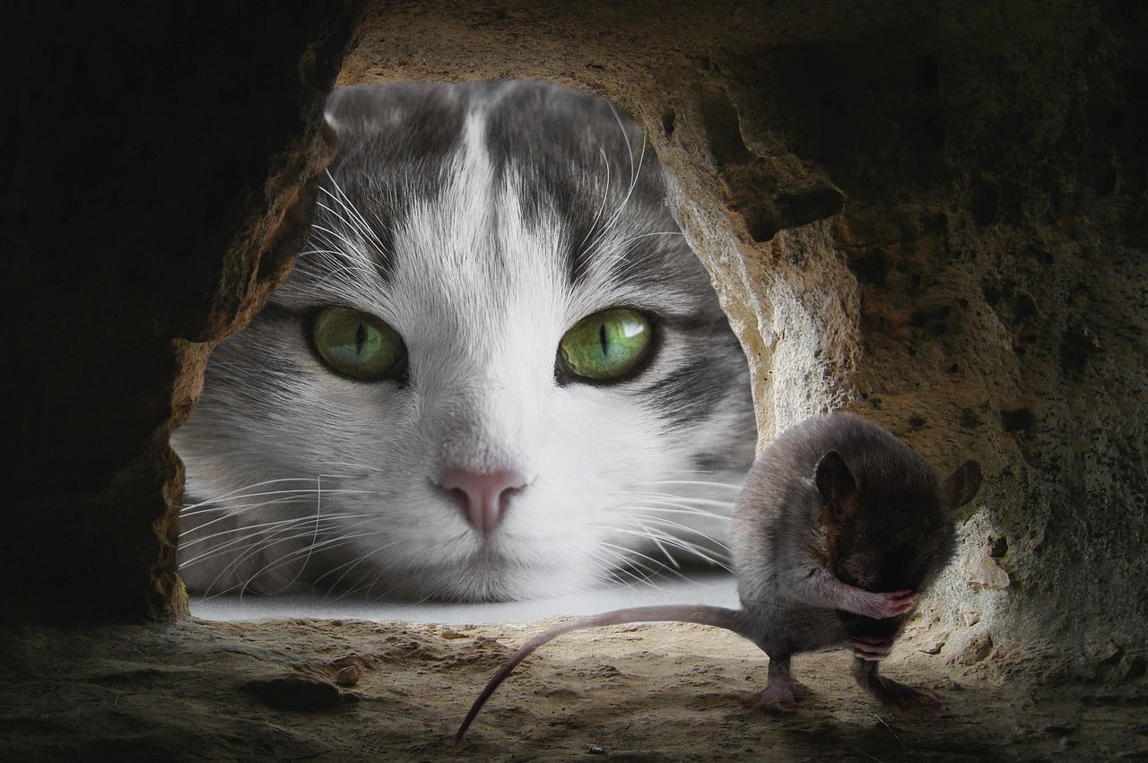 Katze hat eine Maus in einer Höhle entdeckt