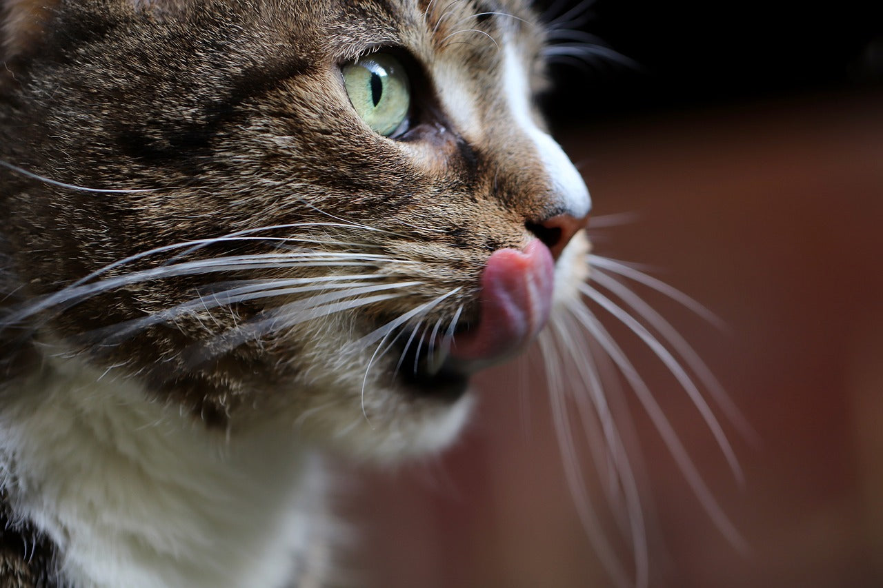 cats_tongue