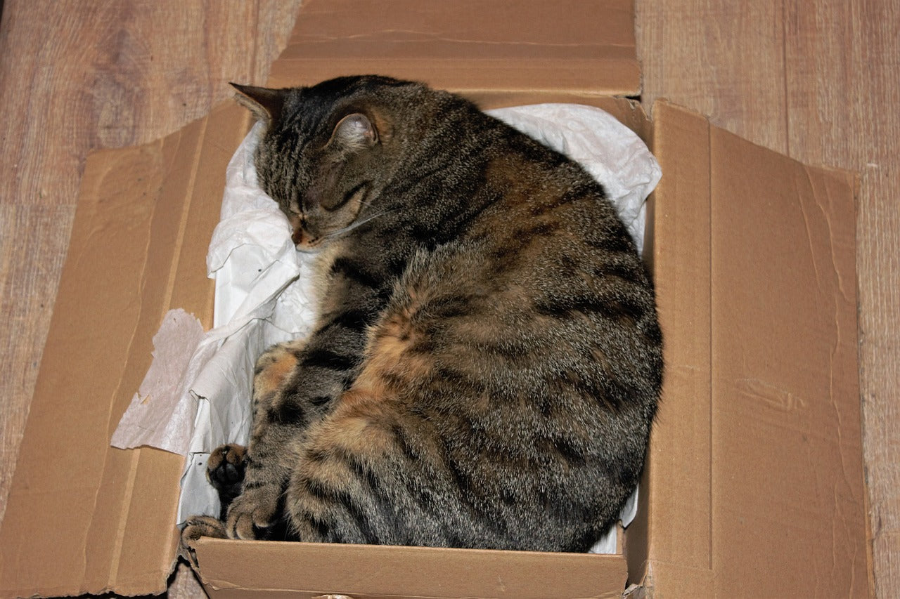 cat_in_box