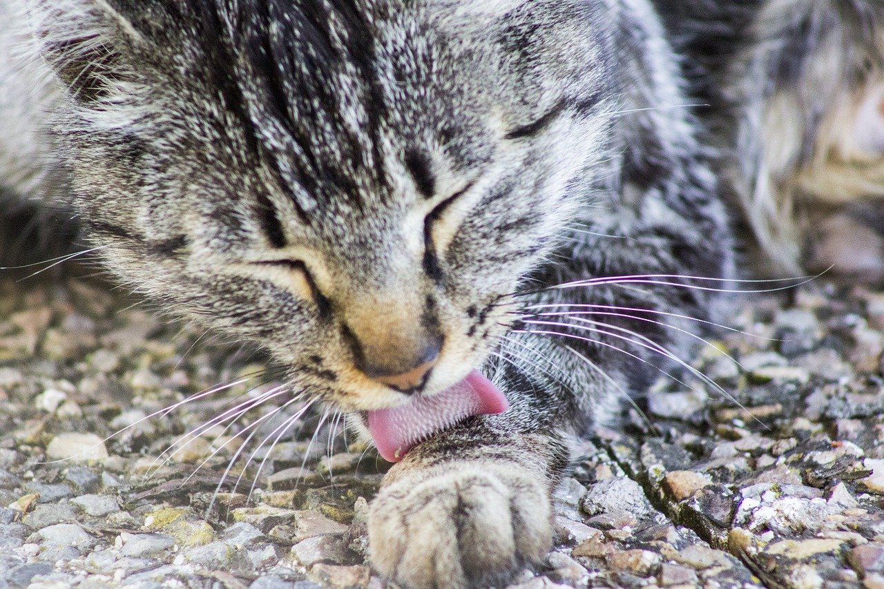 Licking_Cat