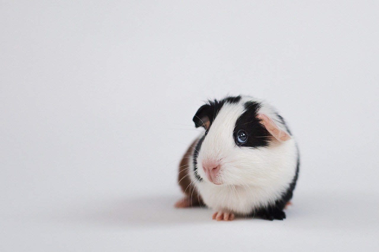 Guinea pig