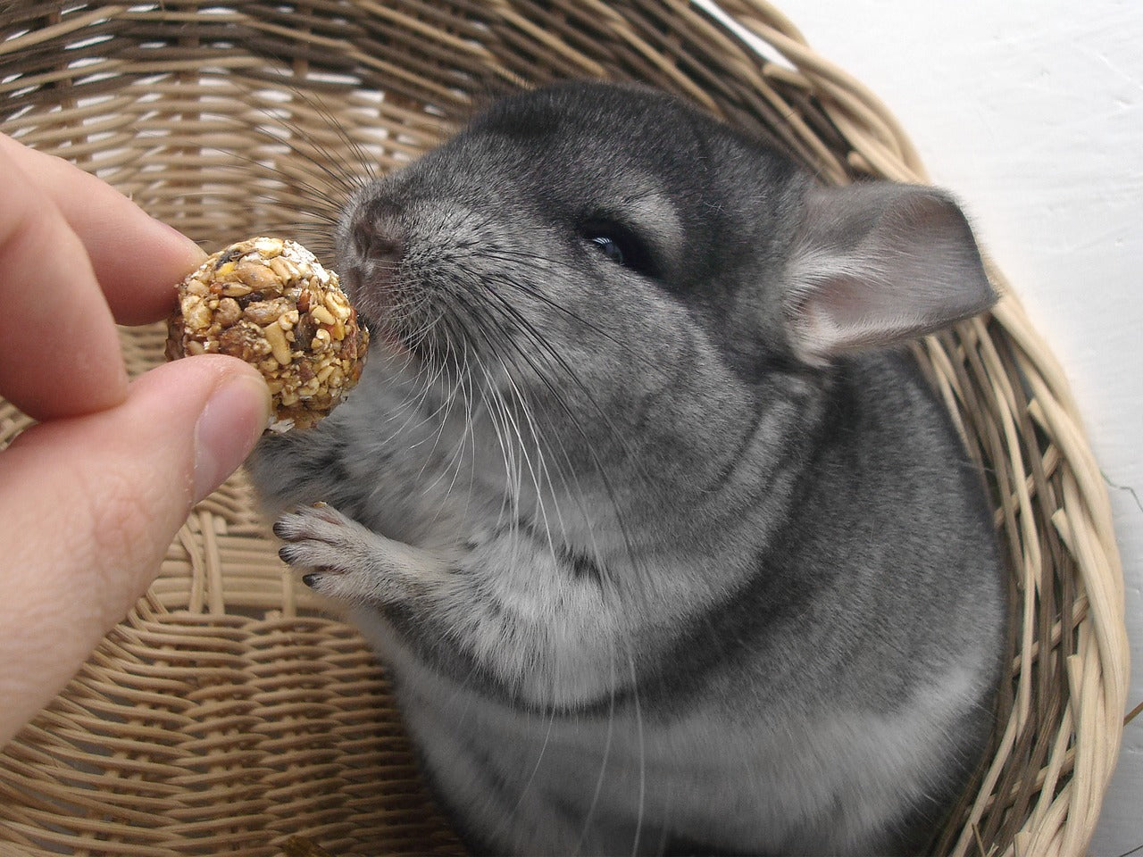 Chinchilla_fuettern