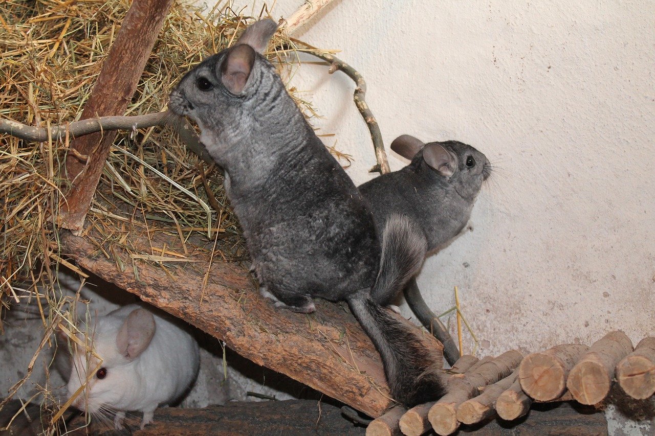 Group_of_Chinchillas