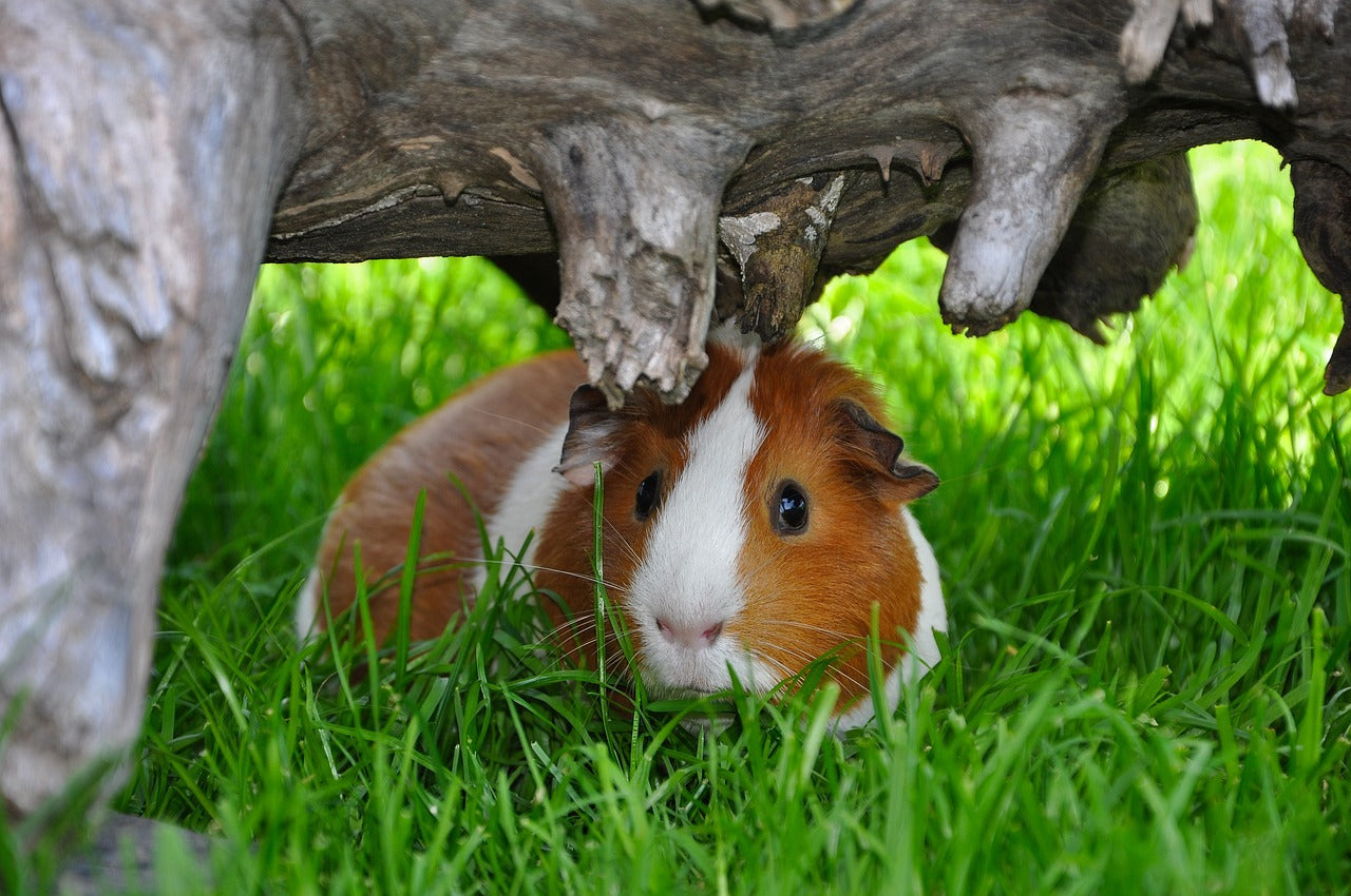 Meerschweinchen versteckt sich unter Baumstumpf