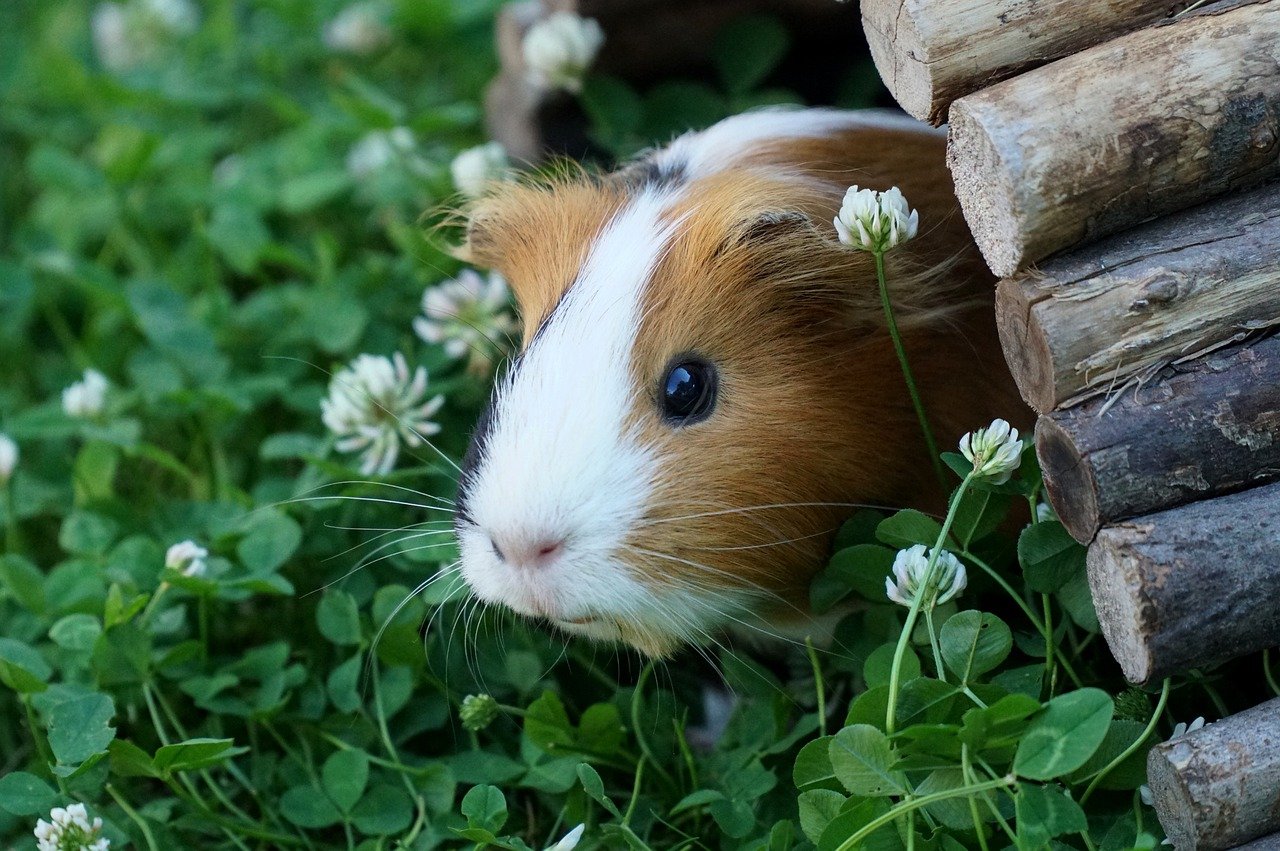 Klee_guinea pigs