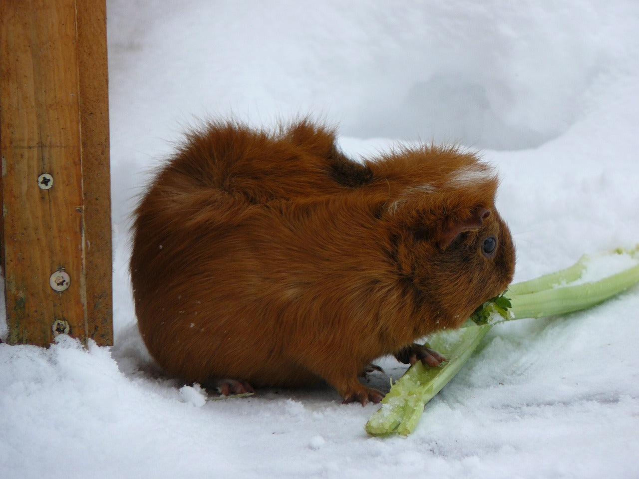 Guinea_pig_snow