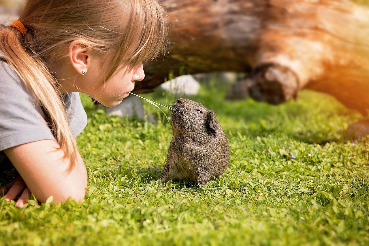 girl_with_guinea-pig