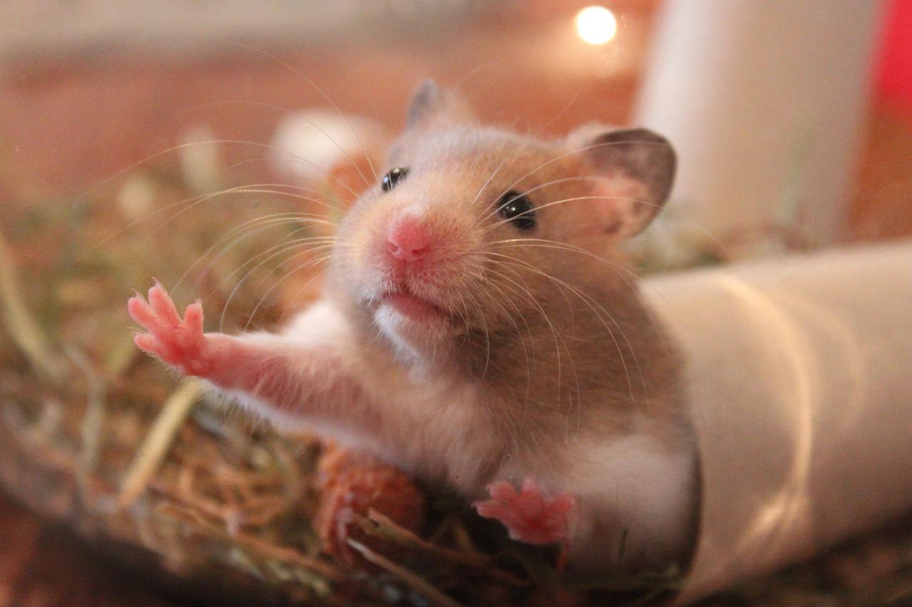 Hello_hamster