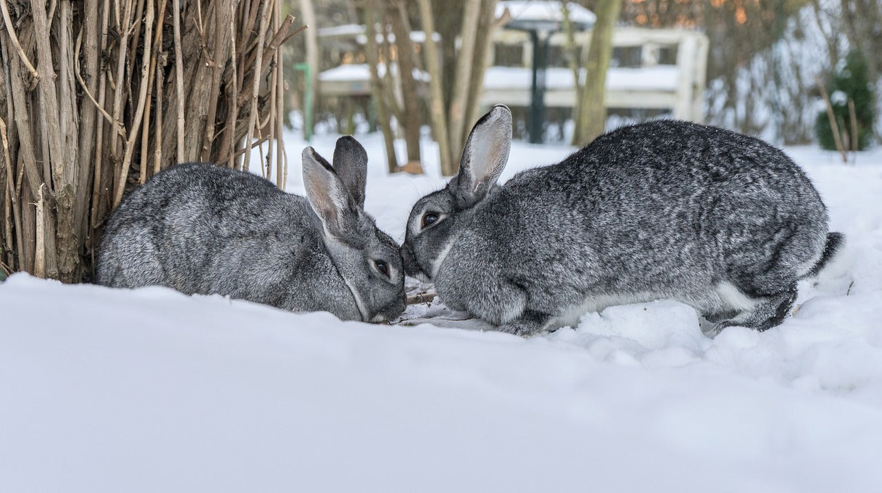 Rabbits_snow