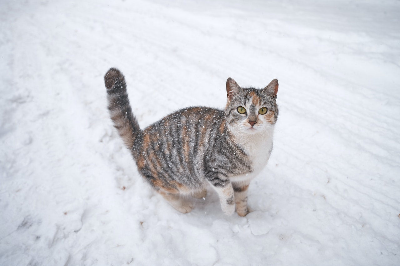 Katze_im_Schnee