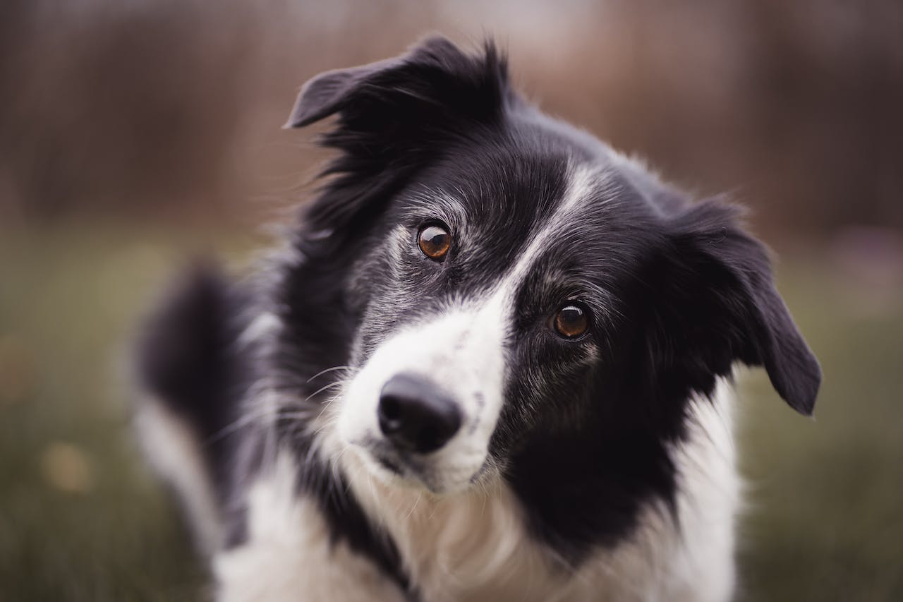 Border Collie schaut skeptisch