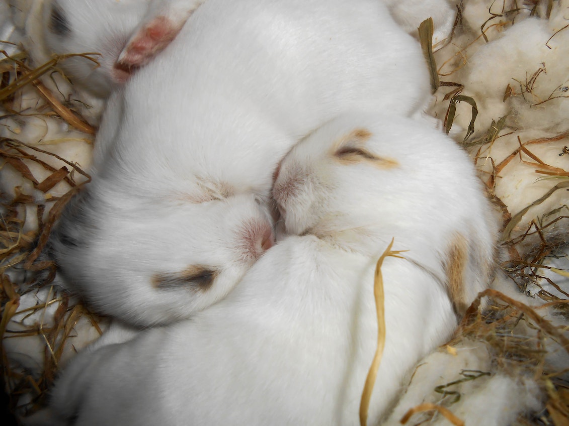Snuggle_rabbits