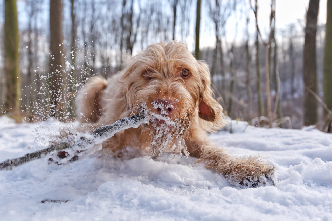 dog_in_snow