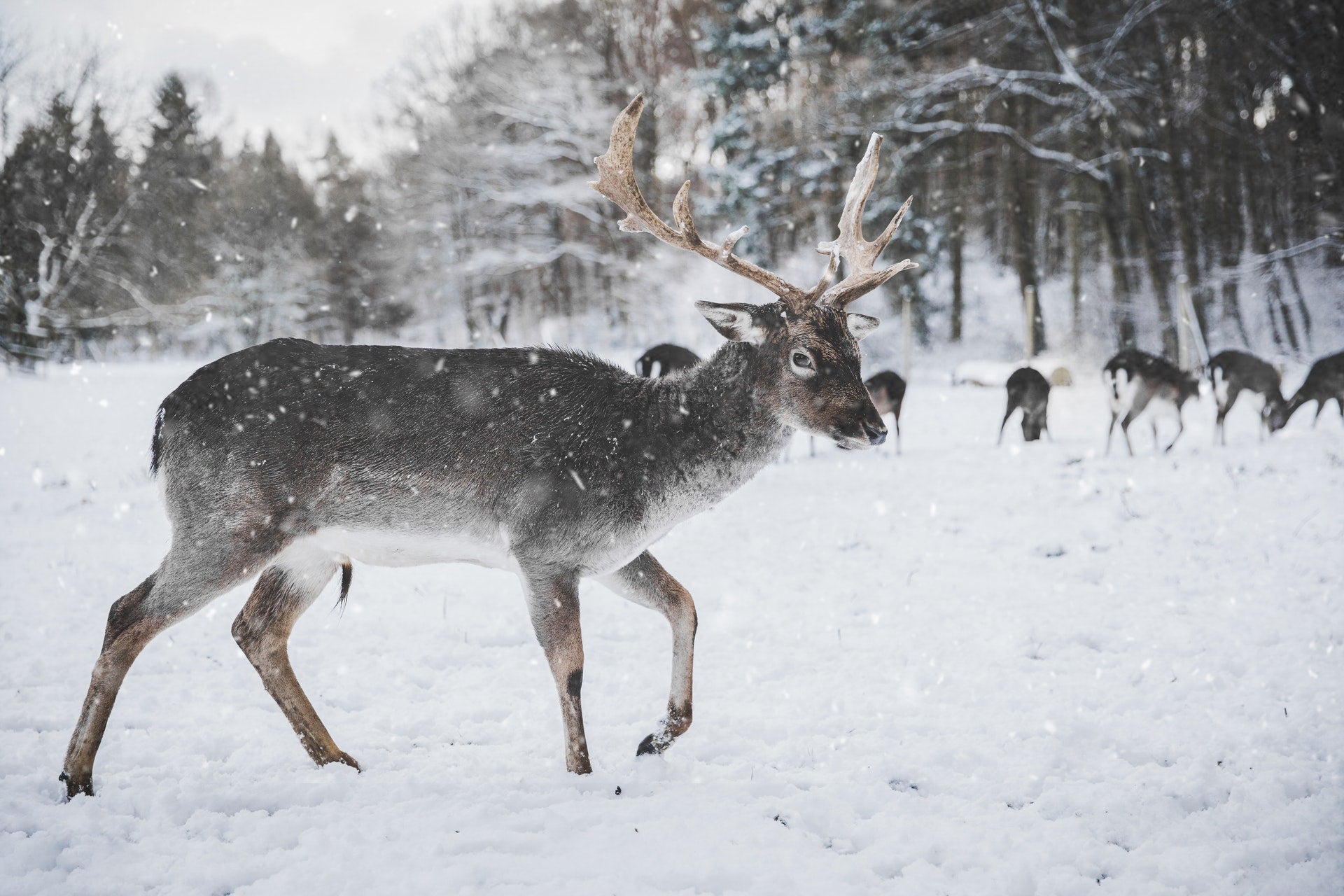 deer_snow