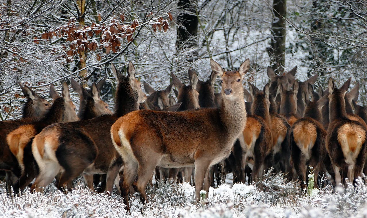 Hirschherde im winterlichen Wald