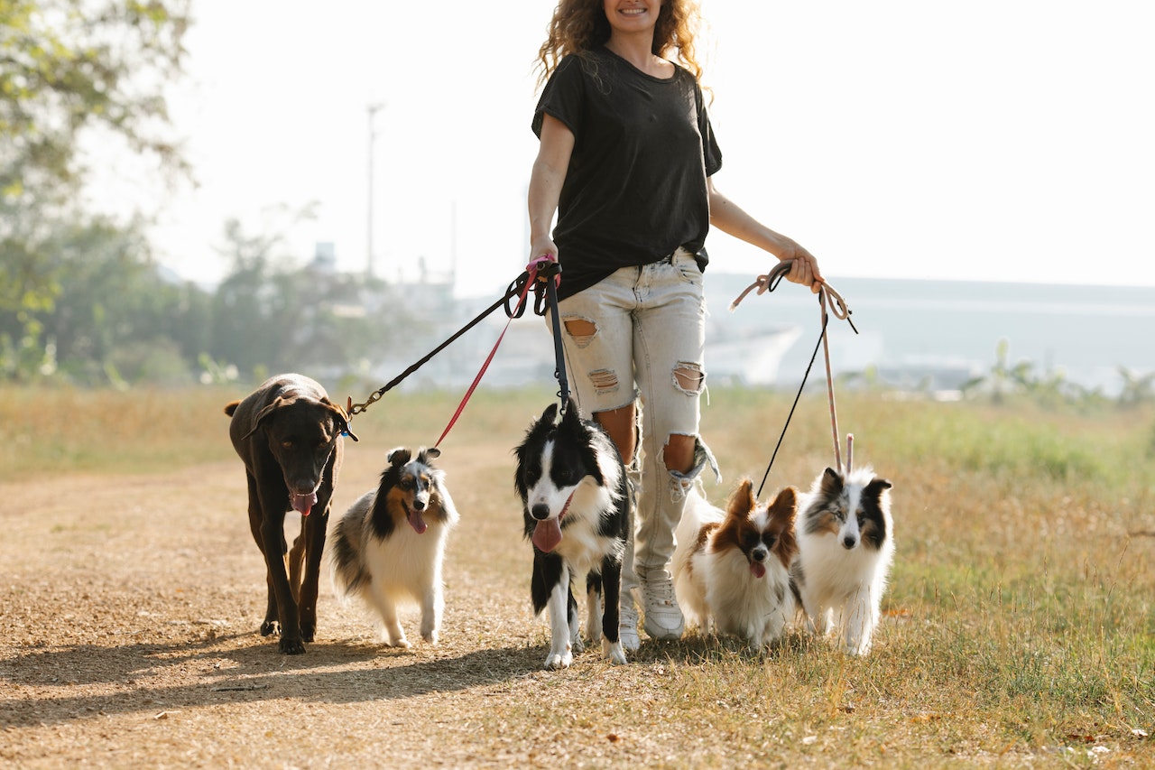 Eine Frau geht mit mehreren Hunden Gassi.