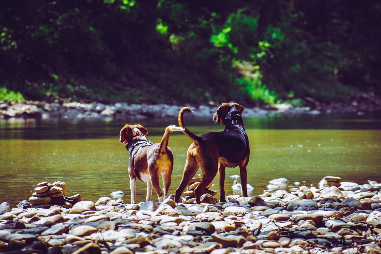 dogs_river