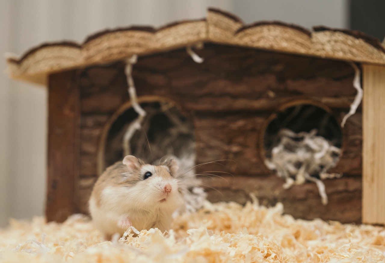 Hamster_infront_of_his_house