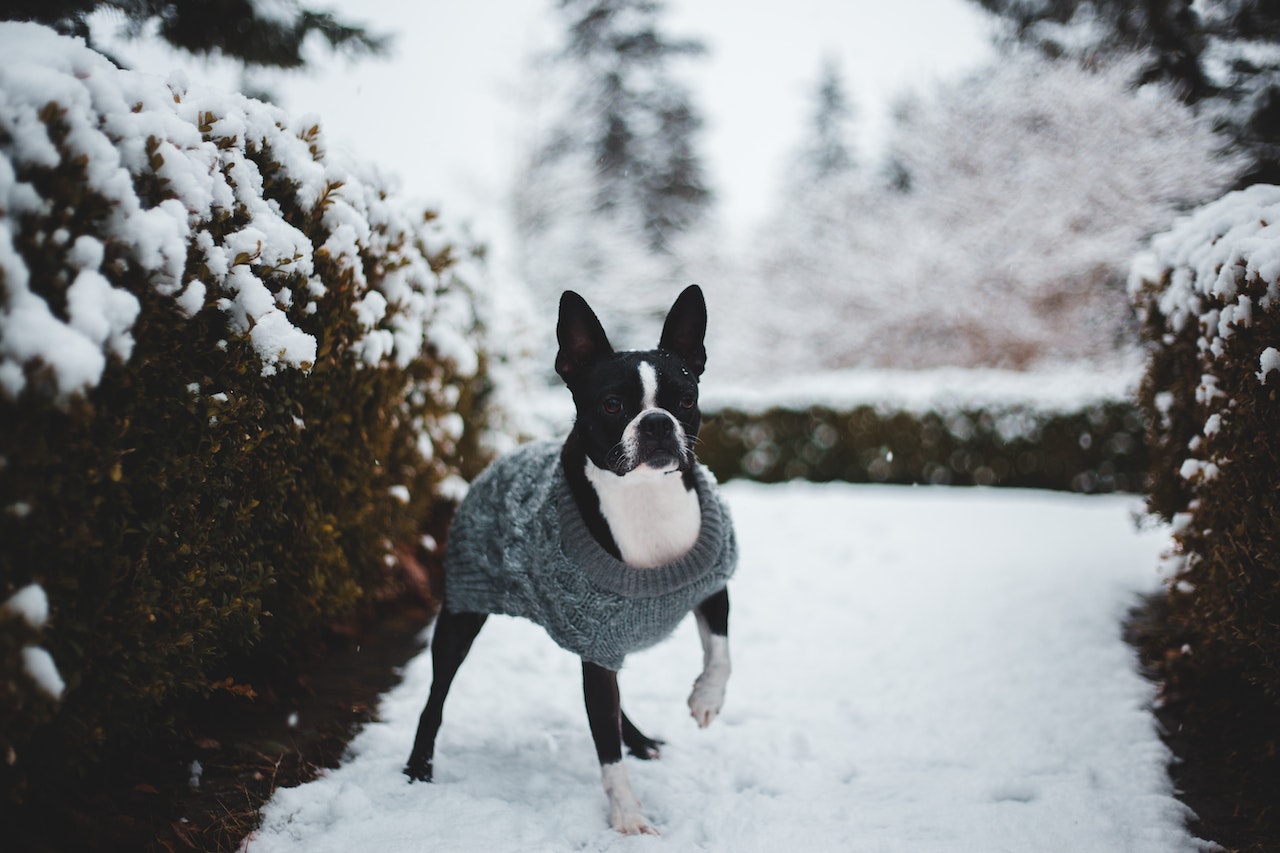 Dog_Snow