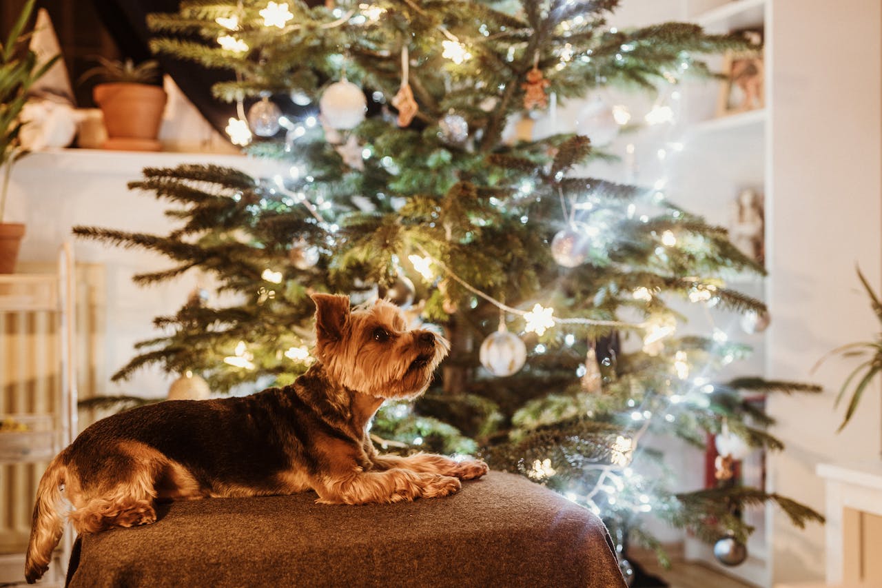 Yorkshire Terrier liegt am Weihnachtsbaum