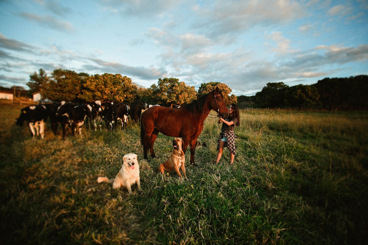 Herding_dogs