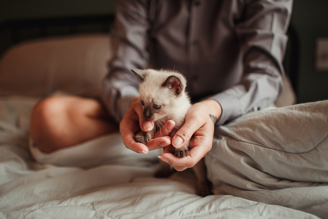 kitten