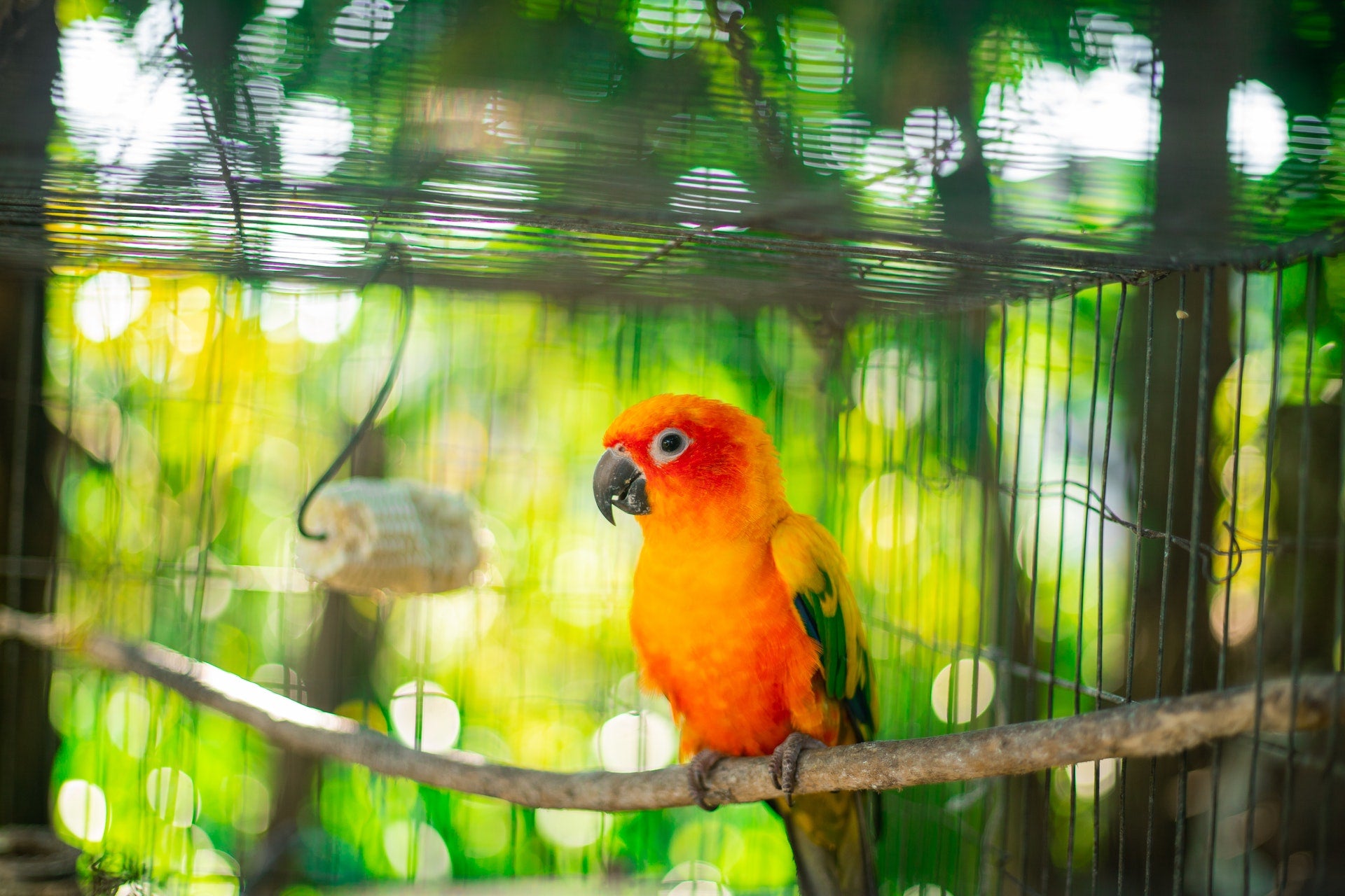 Vogel im Käfig