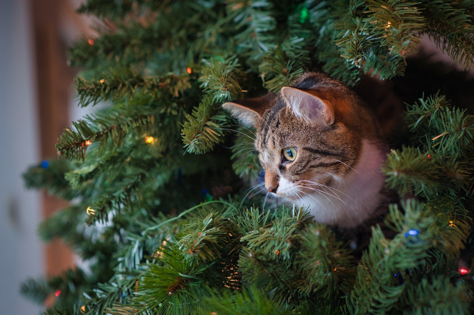 cat_in_the_christmas_tree