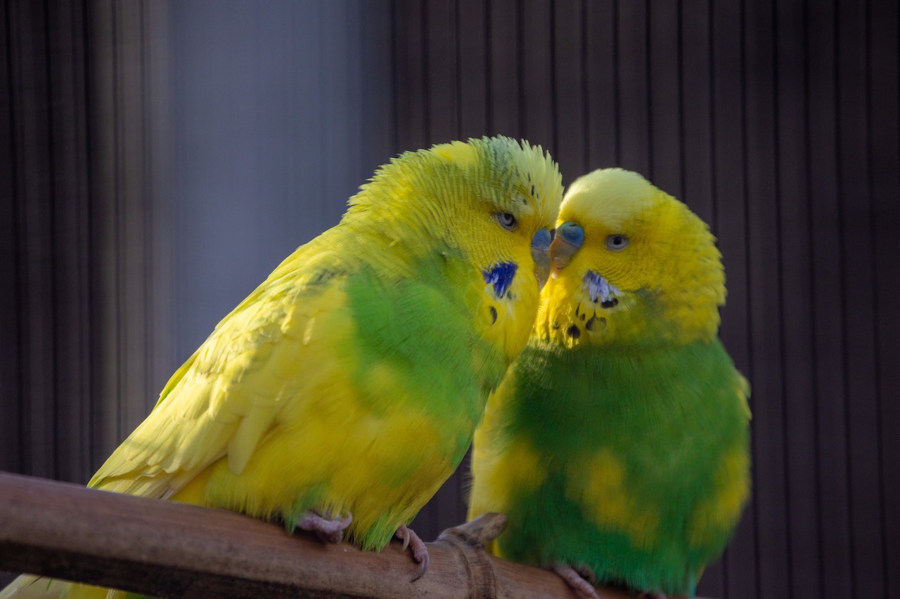 Budgies in love