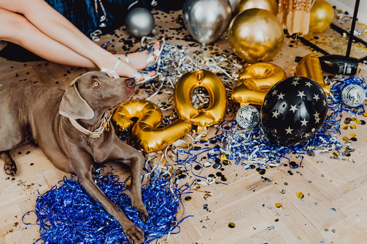 Dog_new_years_eve