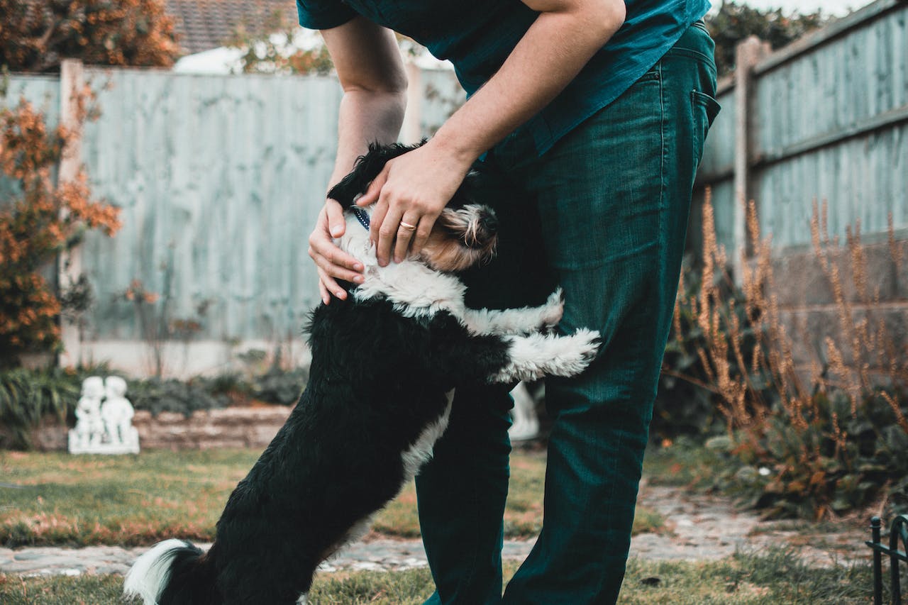 Hund stützt sich stehend an den Beinen vom Herrchen ab.