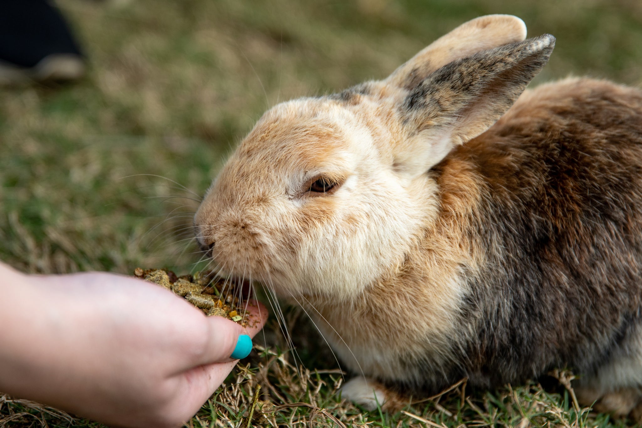 Petit lapin