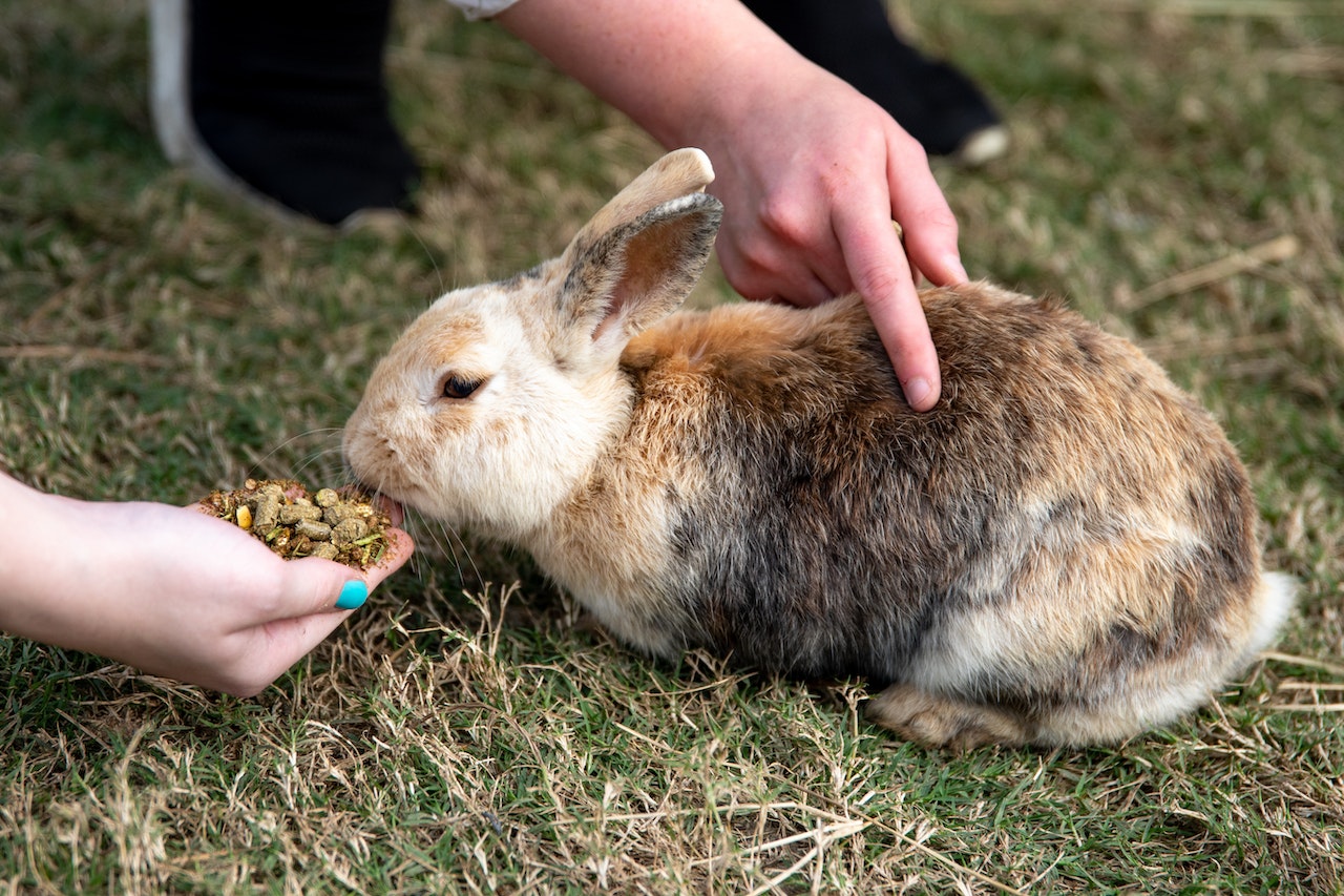 Feeding_rabbit