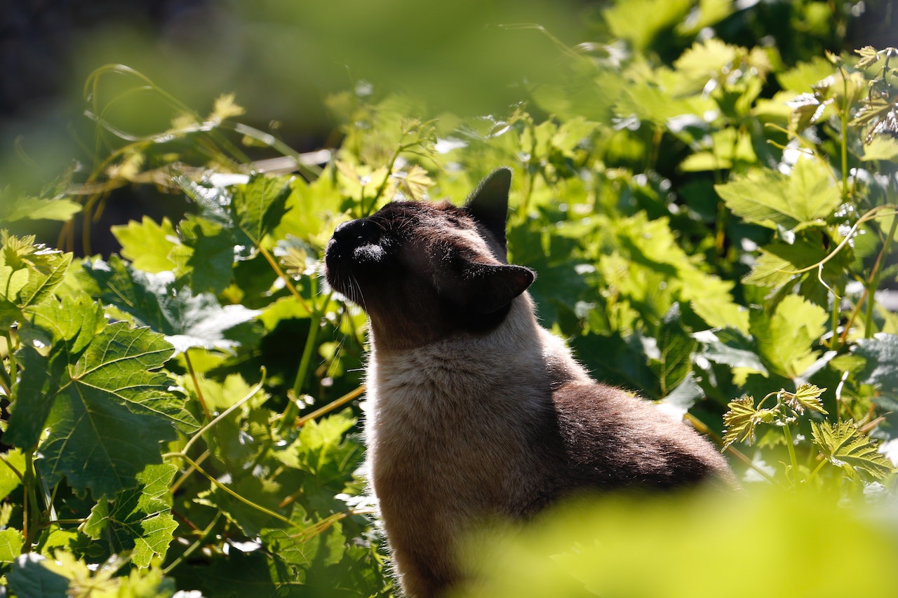 Katze_im_Gruenen