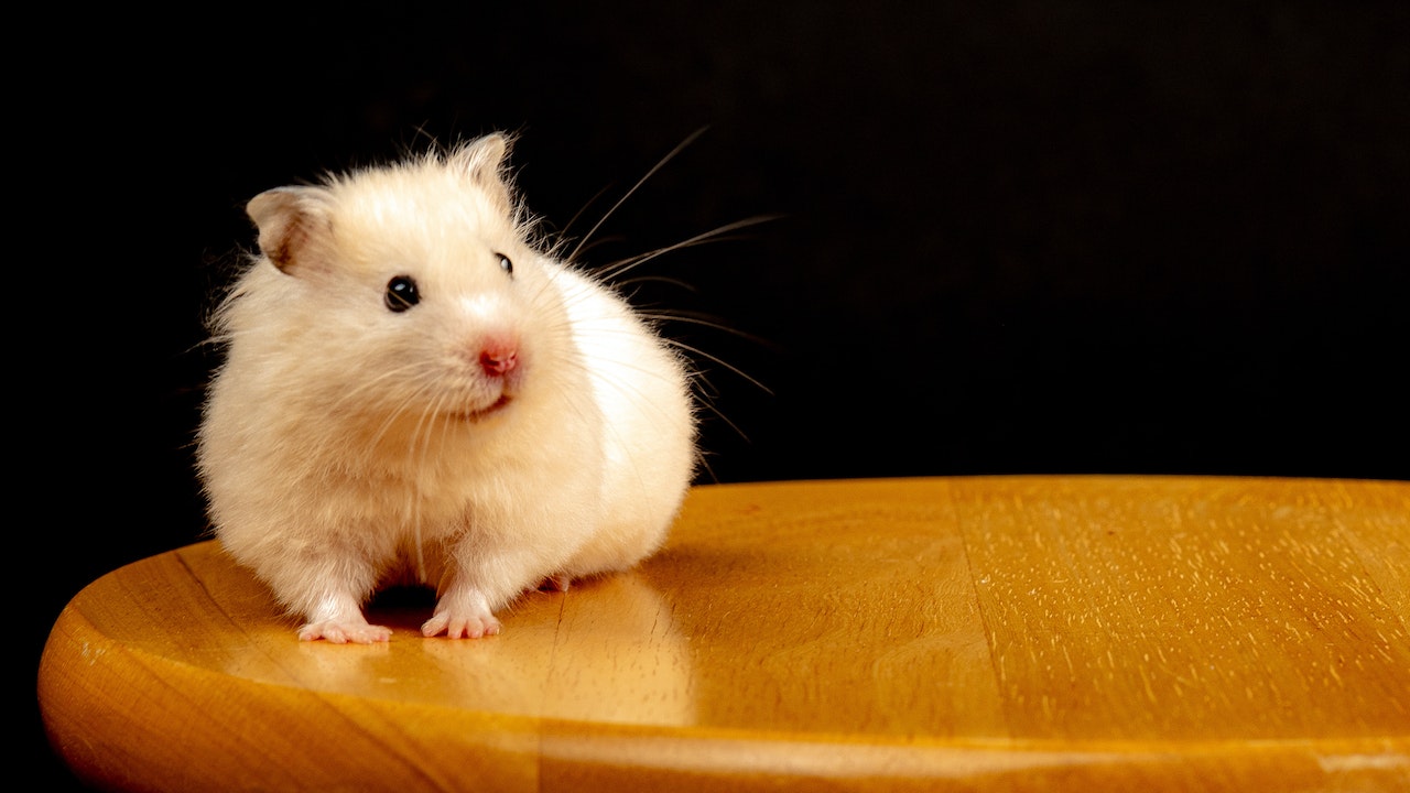 Hamster_on_table