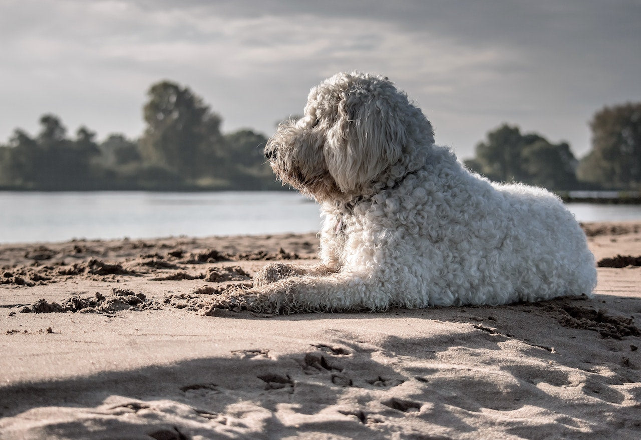 Dog_on_the_beach