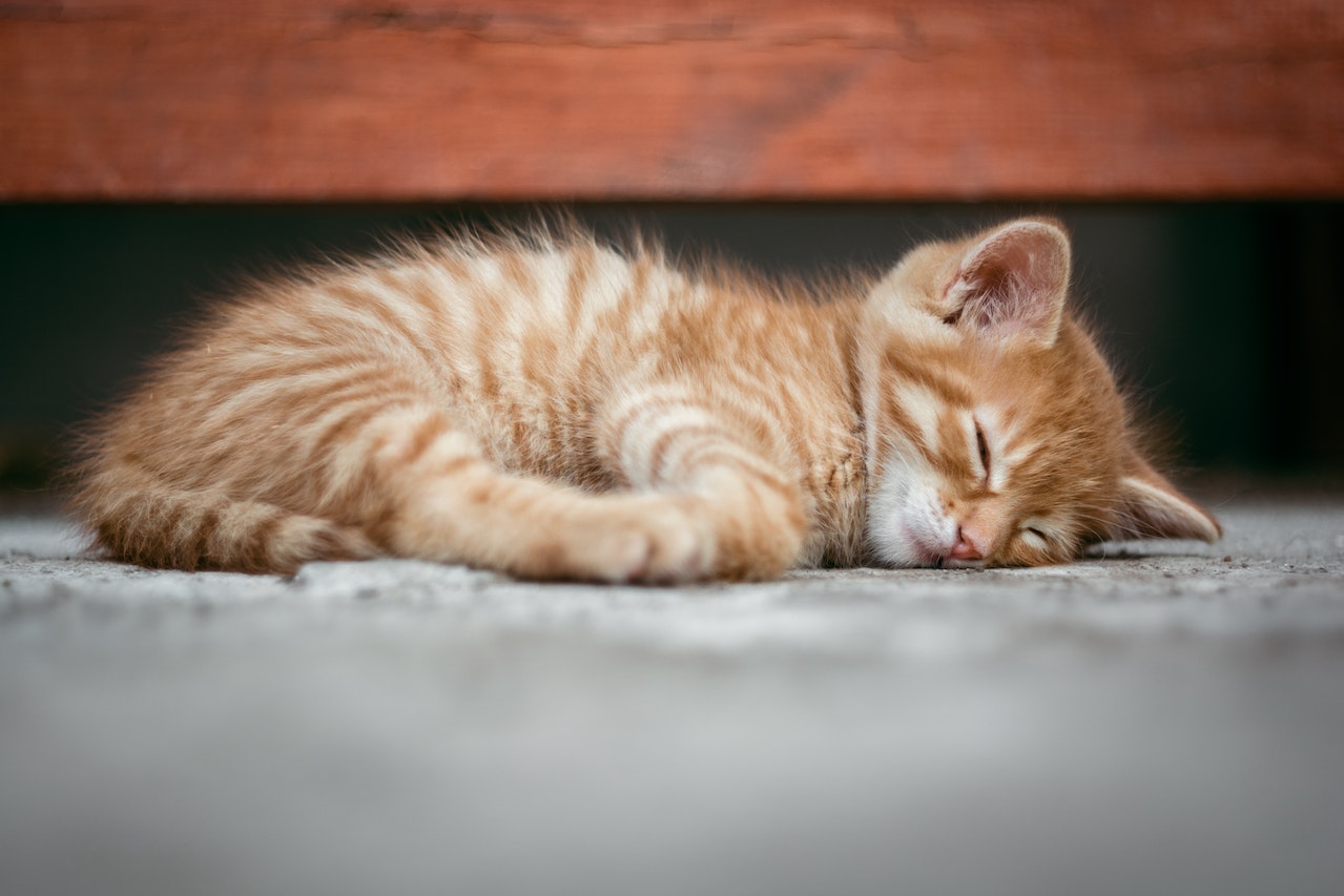 Orange_tabby_sleeping