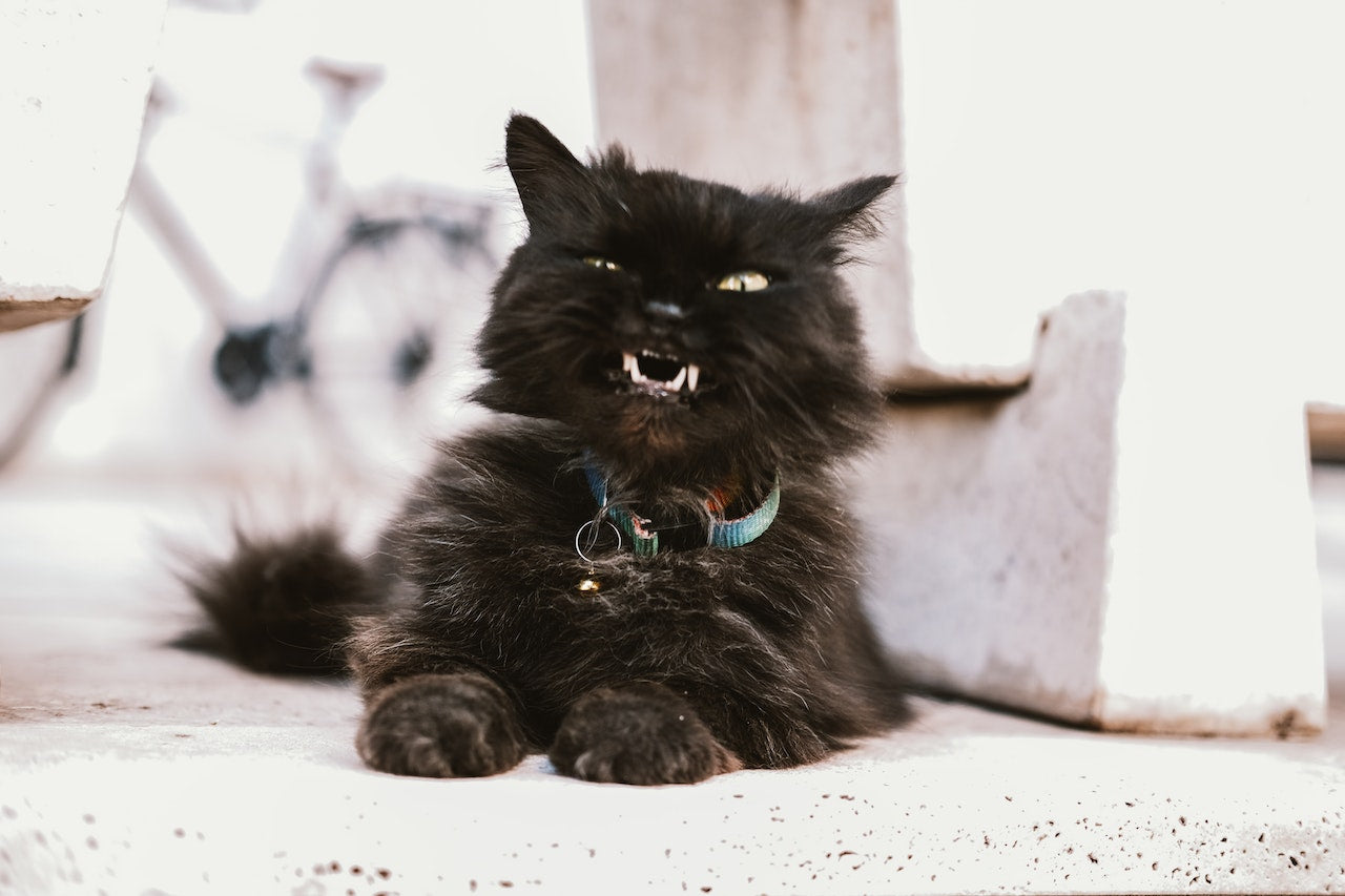 Teeth_cat