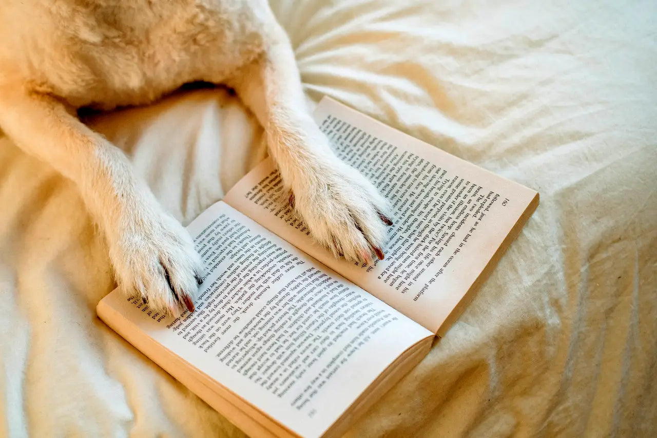 Reading_dog