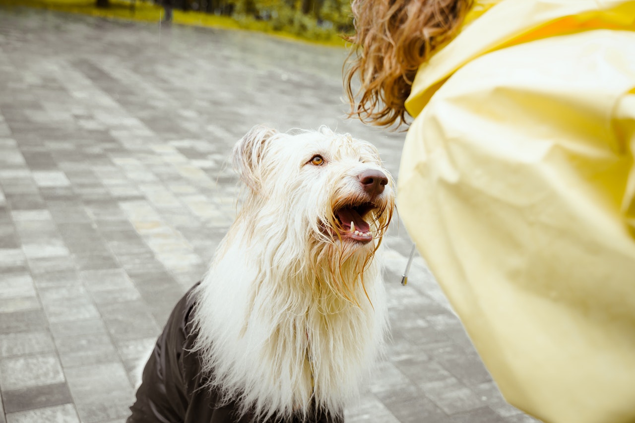 Chien heureux