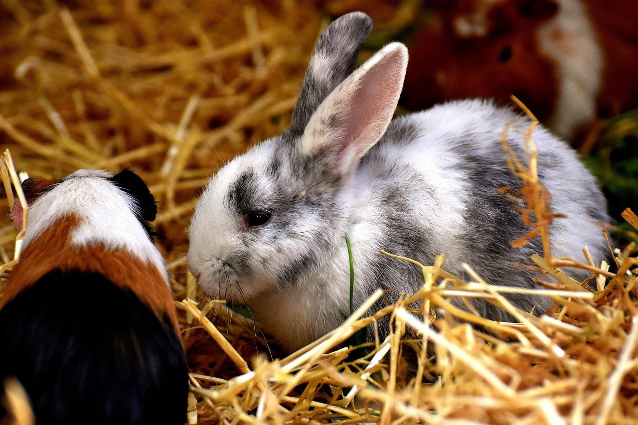 Kaninchen_Meerschweinchen