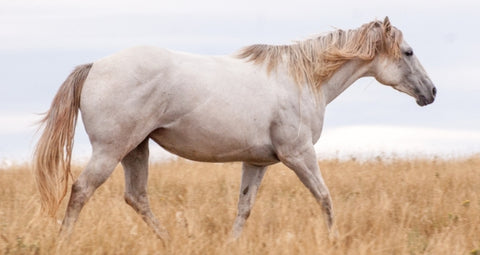 Horse allergies – natural remedies that work